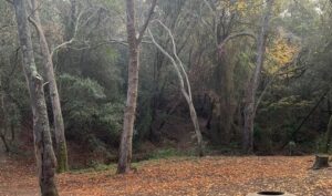 D’on ve collserolejant