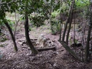 Descobrint Collserola: el pòdcast que dona veu al bosc