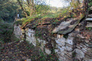 Abans dels senglars: quan Collserola era terra de cérvols, cabirols i óssos