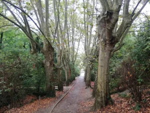 Hem après realment a mirar Collserola?